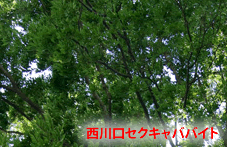 西川口セクキャババイトサイト作成者の独り言画像