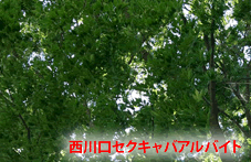 西川口セクキャバアルバイトサイト作成者の独り言画像